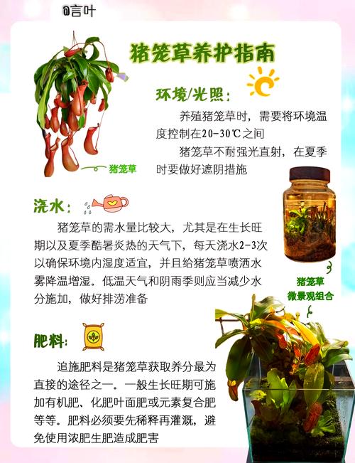 猪笼草种子怎么种（猪笼草种子怎么种出来怎么长大怎么变成小瓶子）-第3张图片-多多自然网