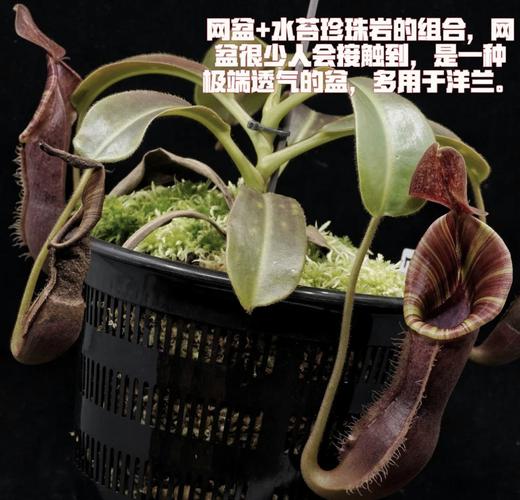 猪笼草种子怎么种（猪笼草种子怎么种出来怎么长大怎么变成小瓶子）-第6张图片-多多自然网