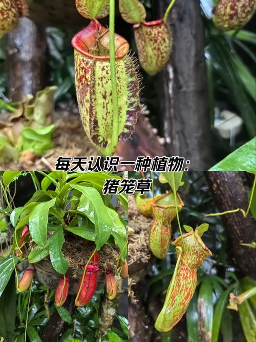 猪笼草种子怎么种（猪笼草种子怎么种出来怎么长大怎么变成小瓶子）-第7张图片-多多自然网