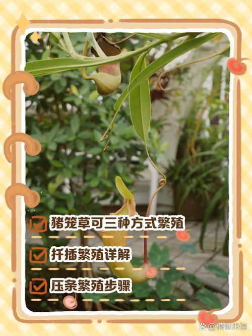 猪笼草种子怎么种（猪笼草种子怎么种出来怎么长大怎么变成小瓶子）-第8张图片-多多自然网