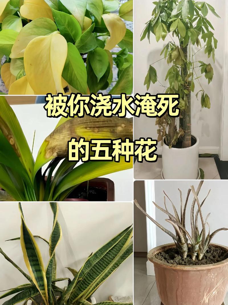 万能浇水神器（浇水神器哪个牌子好）-第6张图片-多多自然网