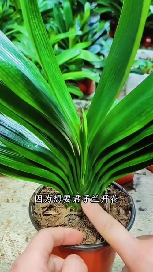 君子兰叶子油绿却不开花（君子兰叶子出油发粘咋回事）-第5张图片-多多自然网