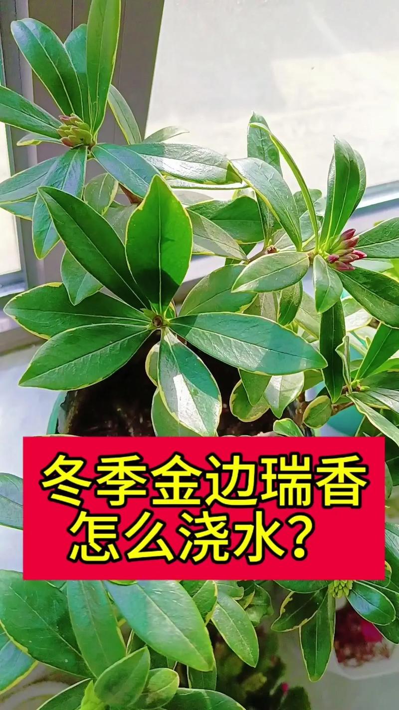 金边瑞香冬季怎么养(金边瑞香冬季的养护)-第1张图片-多多自然网 金边瑞香冬季怎么养(金边瑞香冬季的养护)-第1张图片-多多自然网