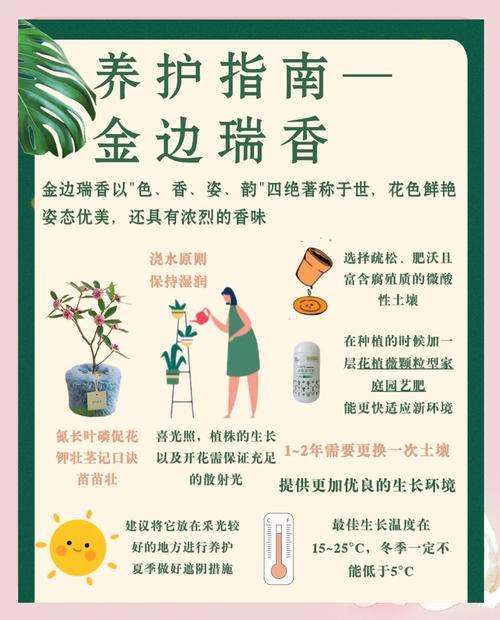 金边瑞香冬季怎么养(金边瑞香冬季的养护)-第3张图片-多多自然网 金边瑞香冬季怎么养(金边瑞香冬季的养护)-第3张图片-多多自然网
