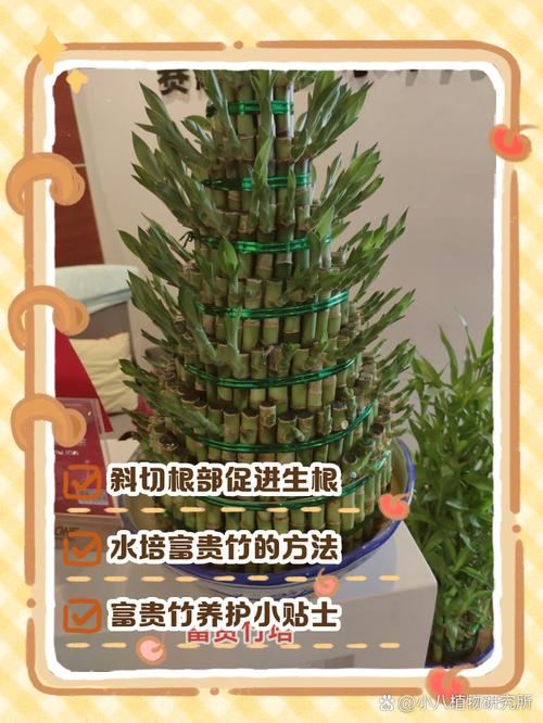 富贵竹怎么扦插(富贵竹怎么扦插繁殖)-第1张图片-多多自然网 富贵竹怎么扦插(富贵竹怎么扦插繁殖)-第1张图片-多多自然网