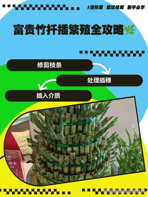 富贵竹怎么扦插(富贵竹怎么扦插繁殖)-第2张图片-多多自然网 富贵竹怎么扦插(富贵竹怎么扦插繁殖)-第2张图片-多多自然网