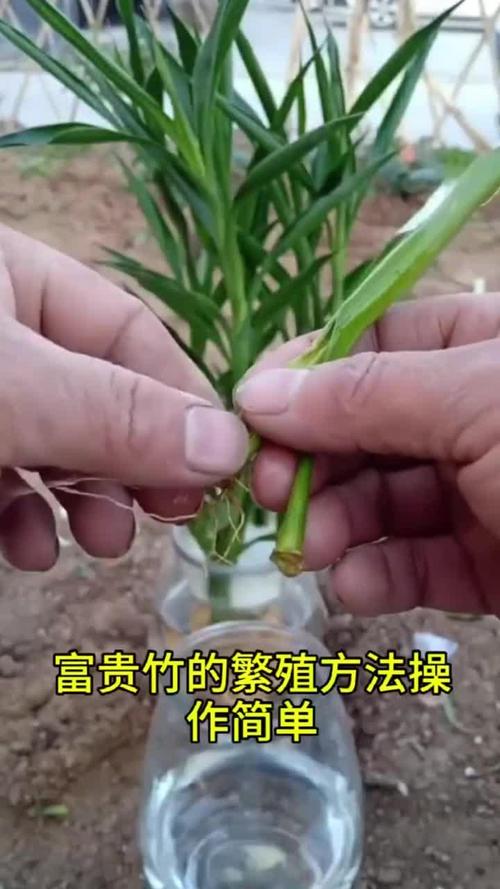 富贵竹怎么扦插(富贵竹怎么扦插繁殖)-第5张图片-多多自然网 富贵竹怎么扦插(富贵竹怎么扦插繁殖)-第5张图片-多多自然网
