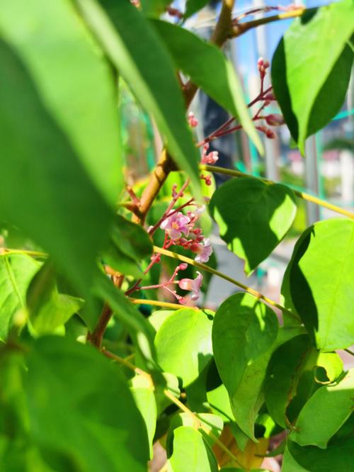 阳桃怎么施肥(阳桃属于蔷薇科吗)-第5张图片-多多自然网 阳桃怎么施肥(阳桃属于蔷薇科吗)-第5张图片-多多自然网