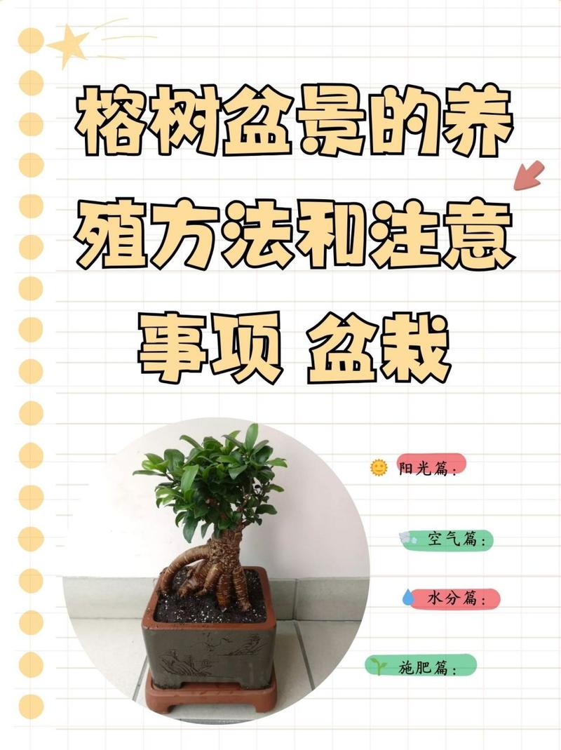 北方榕树盆景怎么养(北方榕树图片)-第3张图片-多多自然网 北方榕树盆景怎么养(北方榕树图片)-第3张图片-多多自然网