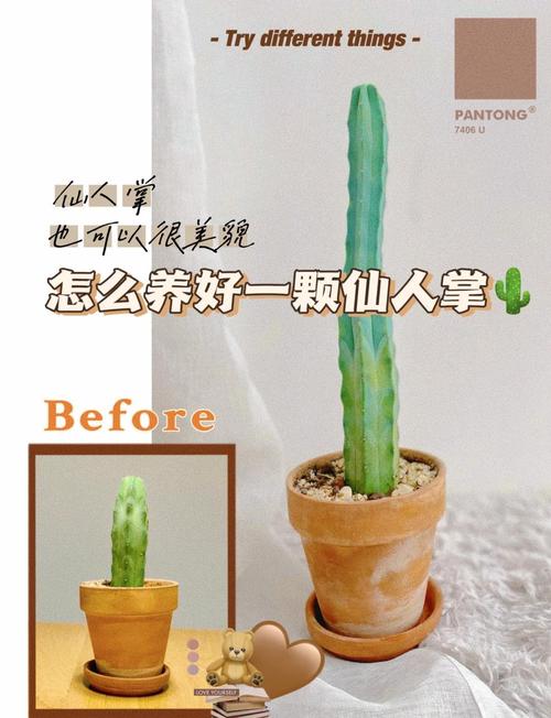 仙人掌怎么养长得快(仙人掌要怎么样养)-第4张图片-多多自然网 仙人掌怎么养长得快(仙人掌要怎么样养)-第4张图片-多多自然网