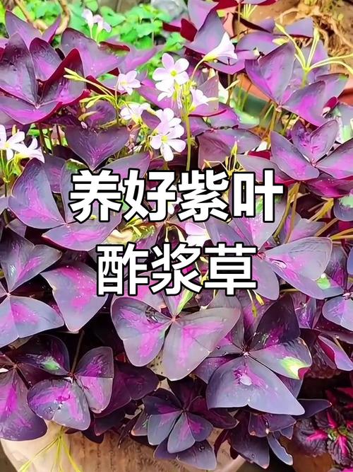 紫叶酢浆草如何爆盆(紫叶酢浆草怎么养繁殖旺盛)-第2张图片-多多自然网 紫叶酢浆草如何爆盆(紫叶酢浆草怎么养繁殖旺盛)-第2张图片-多多自然网