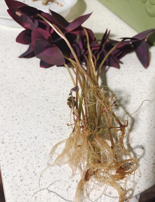 紫叶酢浆草如何爆盆(紫叶酢浆草怎么养繁殖旺盛)-第3张图片-多多自然网 紫叶酢浆草如何爆盆(紫叶酢浆草怎么养繁殖旺盛)-第3张图片-多多自然网