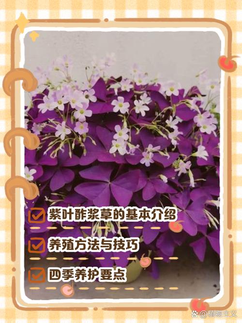 紫叶酢浆草如何爆盆(紫叶酢浆草怎么养繁殖旺盛)-第5张图片-多多自然网 紫叶酢浆草如何爆盆(紫叶酢浆草怎么养繁殖旺盛)-第5张图片-多多自然网