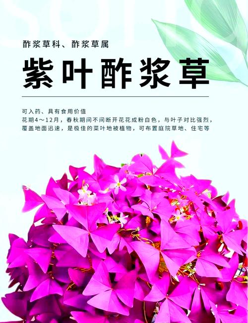 紫叶酢浆草如何爆盆(紫叶酢浆草怎么养繁殖旺盛)-第6张图片-多多自然网 紫叶酢浆草如何爆盆(紫叶酢浆草怎么养繁殖旺盛)-第6张图片-多多自然网