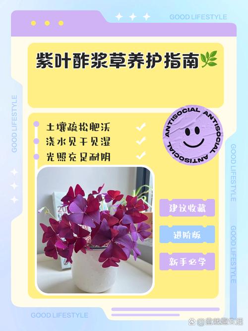 紫叶酢浆草如何爆盆(紫叶酢浆草怎么养繁殖旺盛)-第7张图片-多多自然网 紫叶酢浆草如何爆盆(紫叶酢浆草怎么养繁殖旺盛)-第7张图片-多多自然网
