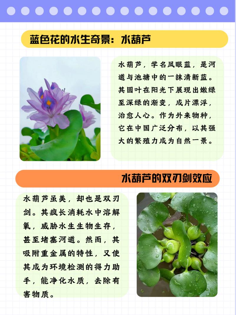 水葫芦怎么养（鱼缸水葫芦怎么养）-第1张图片-多多自然网