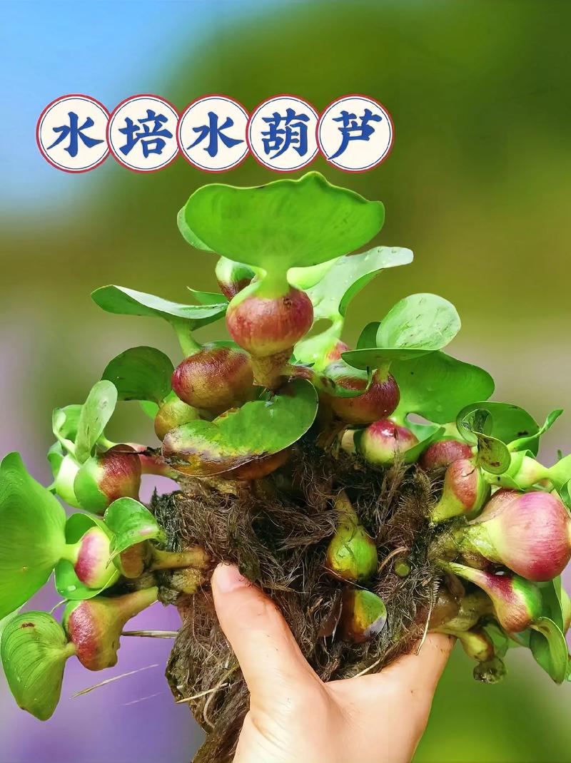 水葫芦怎么养（鱼缸水葫芦怎么养）-第3张图片-多多自然网