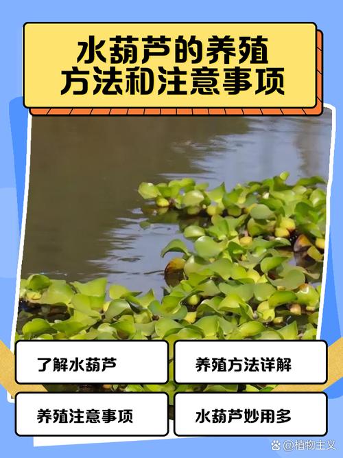 水葫芦怎么养（鱼缸水葫芦怎么养）-第4张图片-多多自然网