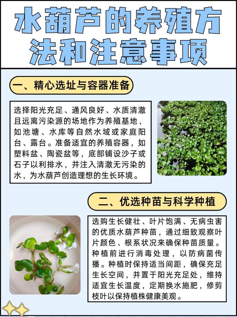 水葫芦怎么养（鱼缸水葫芦怎么养）-第5张图片-多多自然网