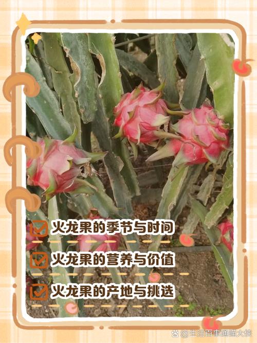 火龙果什么时候成熟(海南火龙果什么时候成熟)-第3张图片-多多自然网 火龙果什么时候成熟(海南火龙果什么时候成熟)-第3张图片-多多自然网
