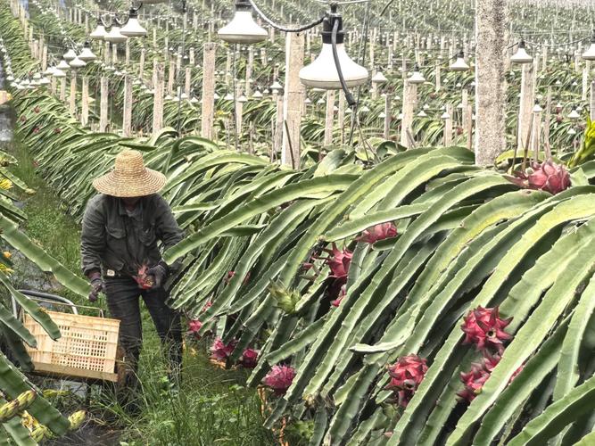 火龙果什么时候成熟(海南火龙果什么时候成熟)-第6张图片-多多自然网 火龙果什么时候成熟(海南火龙果什么时候成熟)-第6张图片-多多自然网