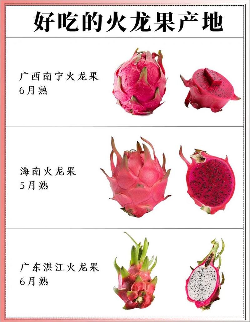 火龙果什么时候成熟(海南火龙果什么时候成熟)-第8张图片-多多自然网 火龙果什么时候成熟(海南火龙果什么时候成熟)-第8张图片-多多自然网