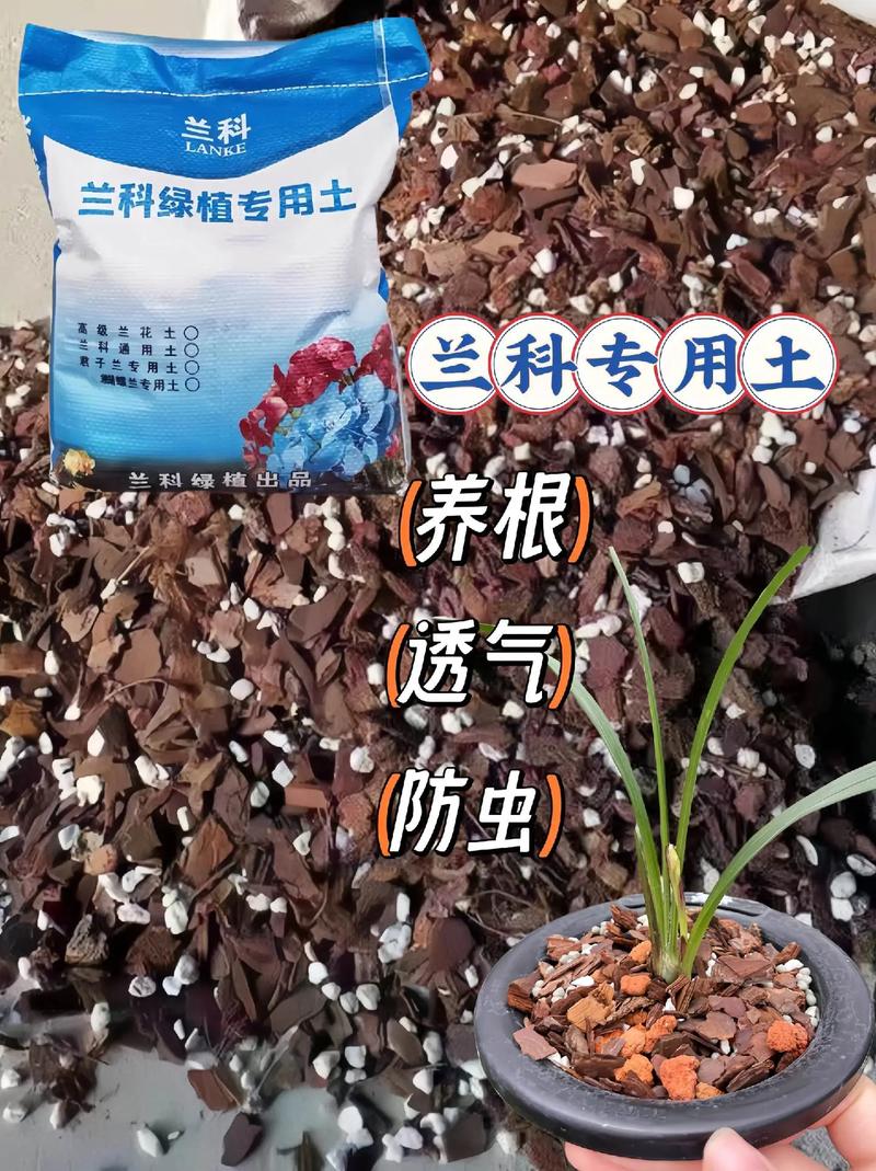 兰花用什么土栽培比较好(兰花用什么土栽培比较好多久浇水)-第2张图片-多多自然网 兰花用什么土栽培比较好(兰花用什么土栽培比较好多久浇水)-第2张图片-多多自然网