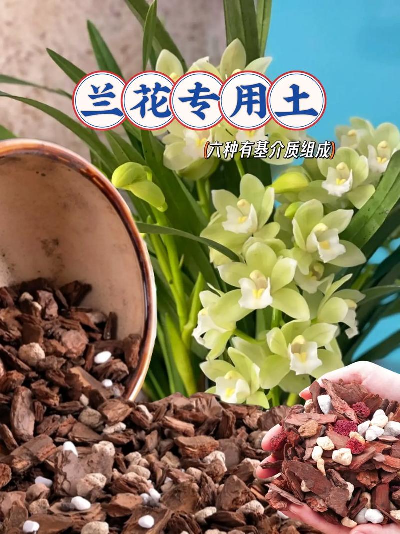 兰花用什么土栽培比较好(兰花用什么土栽培比较好多久浇水)-第5张图片-多多自然网 兰花用什么土栽培比较好(兰花用什么土栽培比较好多久浇水)-第5张图片-多多自然网