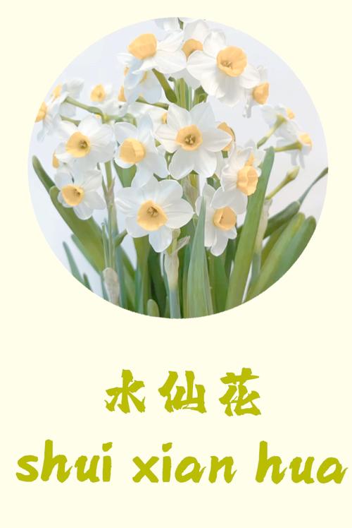 怎么样让水仙花叶子打卷(水仙花叶子太长倒下了怎么剪)-第1张图片-多多自然网 怎么样让水仙花叶子打卷(水仙花叶子太长倒下了怎么剪)-第1张图片-多多自然网