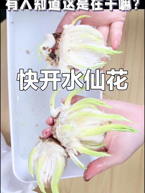 怎么样让水仙花叶子打卷(水仙花叶子太长倒下了怎么剪)-第4张图片-多多自然网 怎么样让水仙花叶子打卷(水仙花叶子太长倒下了怎么剪)-第4张图片-多多自然网