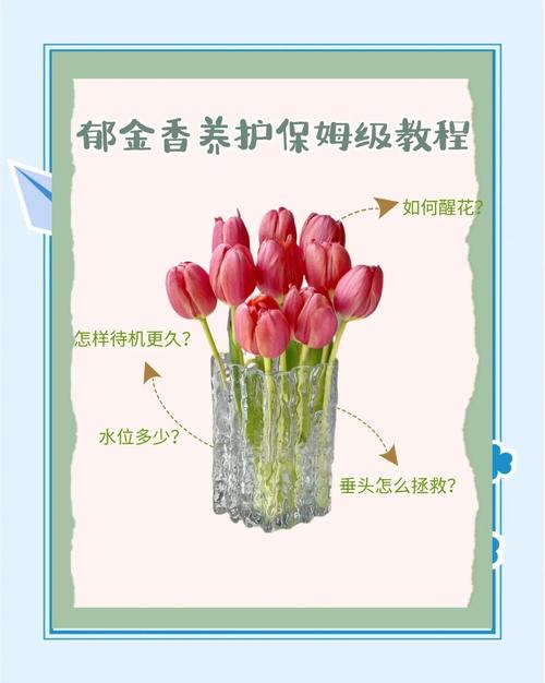 郁金香怎么养(郁金香怎么养效果比较好)-第1张图片-多多自然网 郁金香怎么养(郁金香怎么养效果比较好)-第1张图片-多多自然网