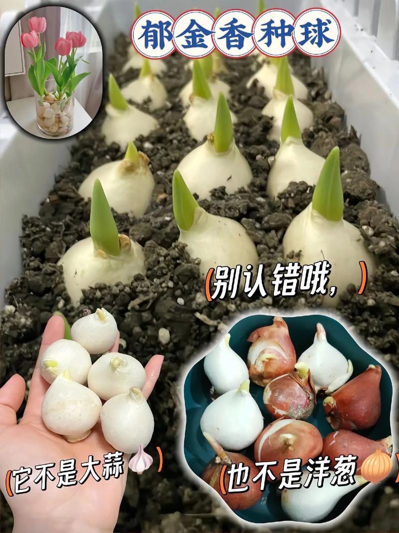 郁金香怎么养(郁金香怎么养效果比较好)-第2张图片-多多自然网 郁金香怎么养(郁金香怎么养效果比较好)-第2张图片-多多自然网