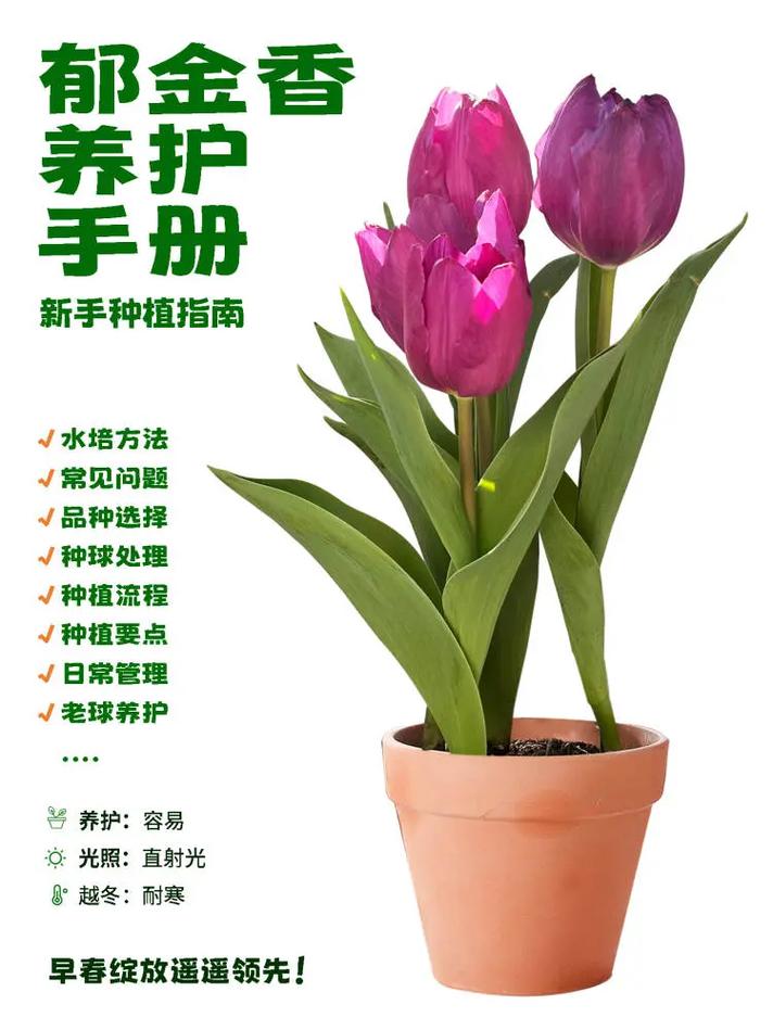 郁金香怎么养(郁金香怎么养效果比较好)-第3张图片-多多自然网 郁金香怎么养(郁金香怎么养效果比较好)-第3张图片-多多自然网