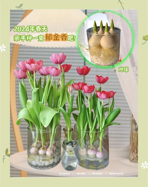 郁金香怎么养(郁金香怎么养效果比较好)-第7张图片-多多自然网 郁金香怎么养(郁金香怎么养效果比较好)-第7张图片-多多自然网