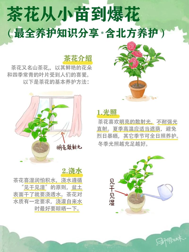 小茶花怎么养殖（茶花怎么养殖方法和注意）-第6张图片-多多自然网