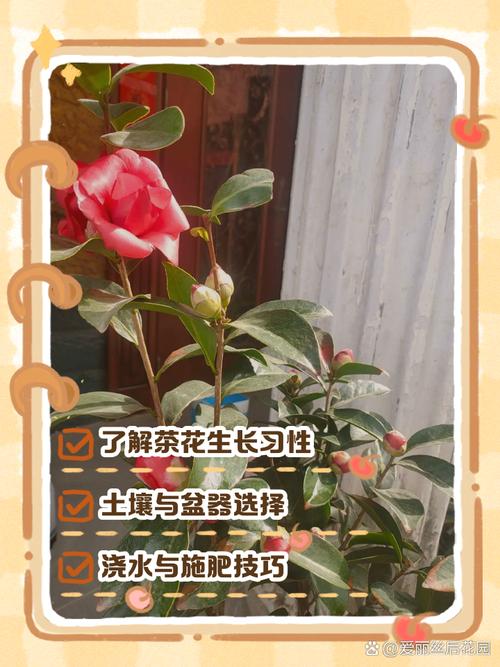 茶花怎么养才长得好（茶花的养殖方法和注意事项）-第3张图片-多多自然网
