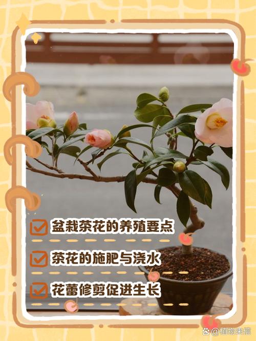 茶花怎么养才长得好（茶花的养殖方法和注意事项）-第6张图片-多多自然网