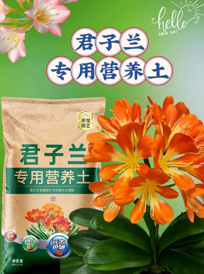 种植君子兰用什么土好（适合君子兰的土壤）-第4张图片-多多自然网