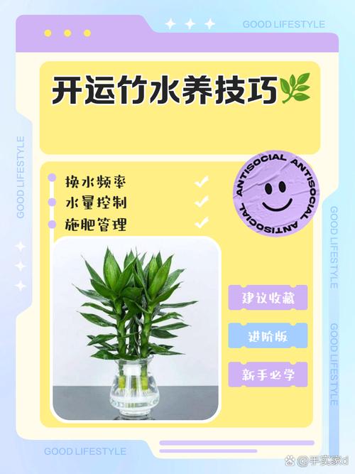 开运竹怎么养（开运竹怎么养才好）-第3张图片-多多自然网