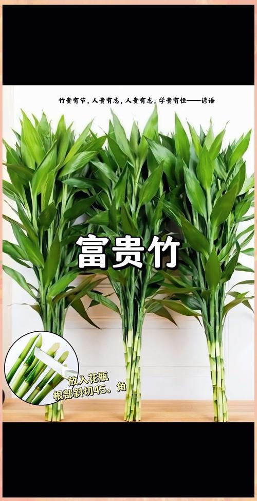 开运竹怎么养（开运竹怎么养才好）-第4张图片-多多自然网