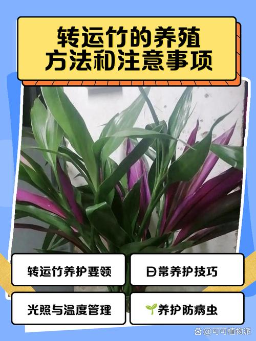 开运竹怎么养（开运竹怎么养才好）-第5张图片-多多自然网